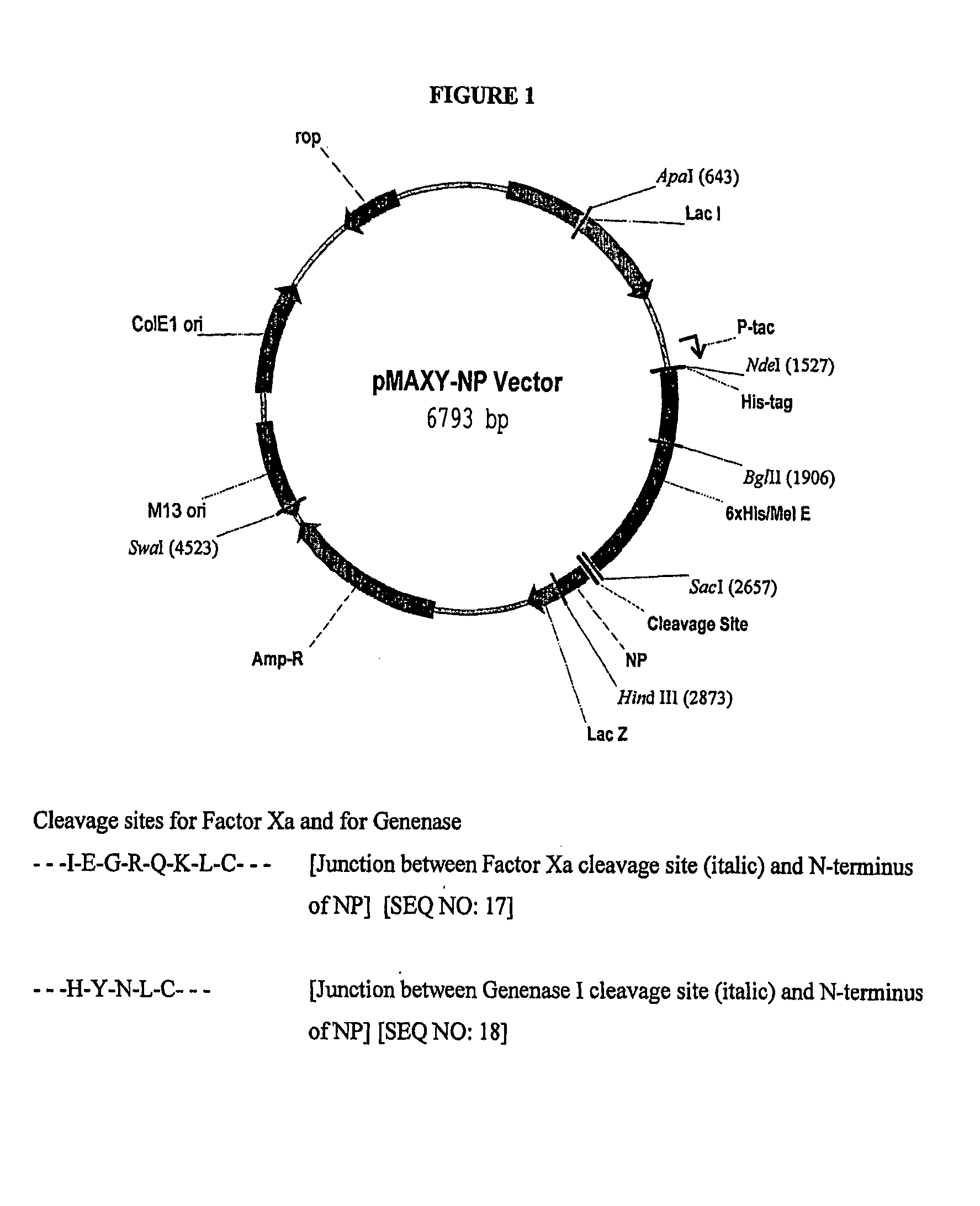 Production of antimicrobial proteins in fusion proteins