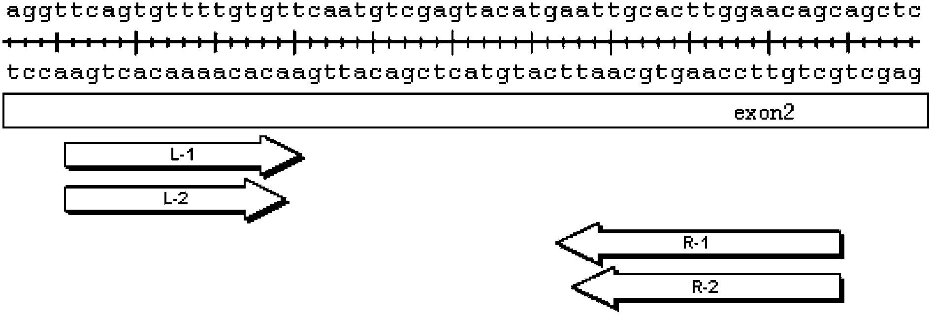 ZMIZ1-mediated targeting knockout transcription activator-like effector nuclease, preparation method and applications