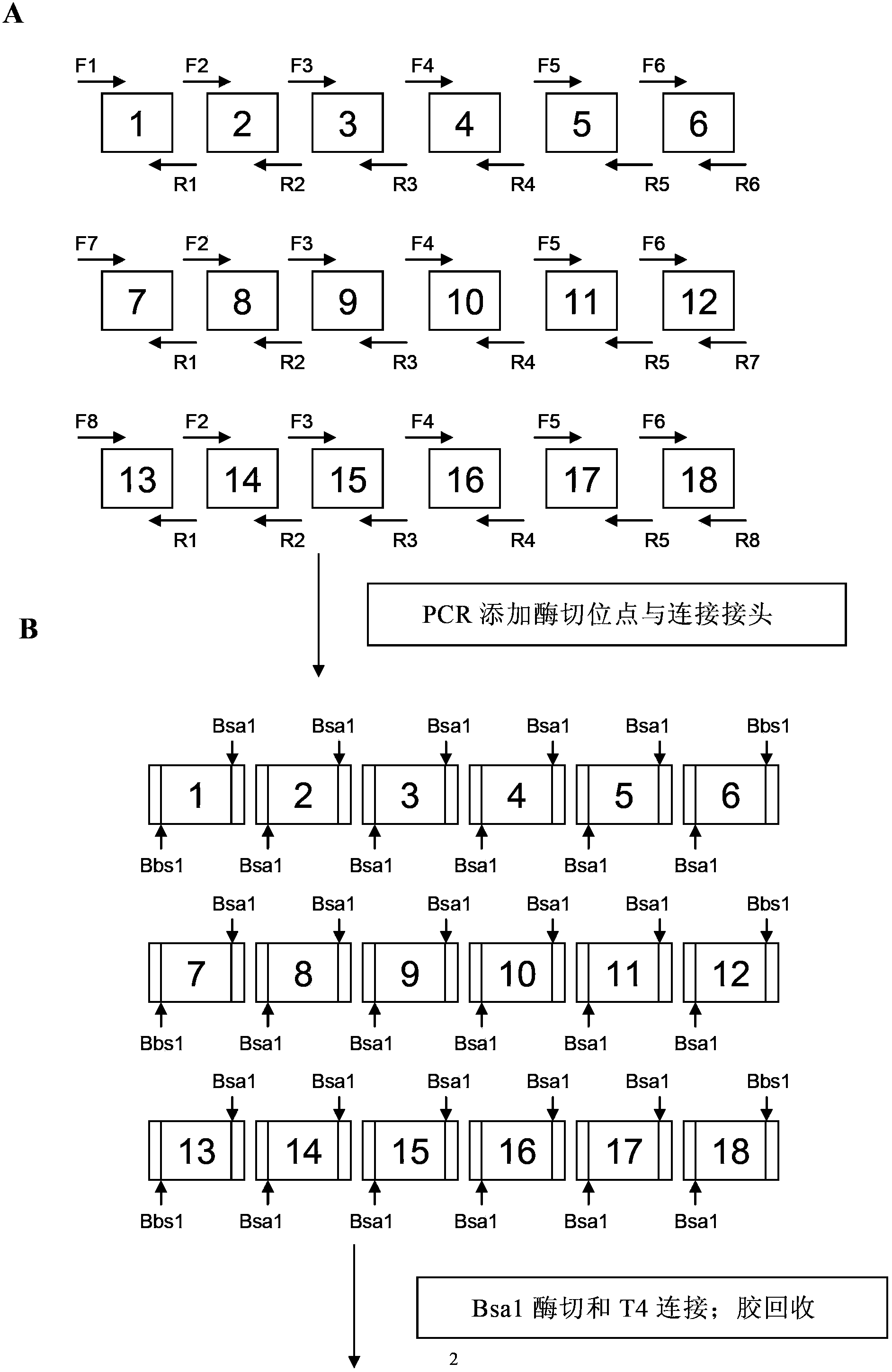 ZMIZ1-mediated targeting knockout transcription activator-like effector nuclease, preparation method and applications