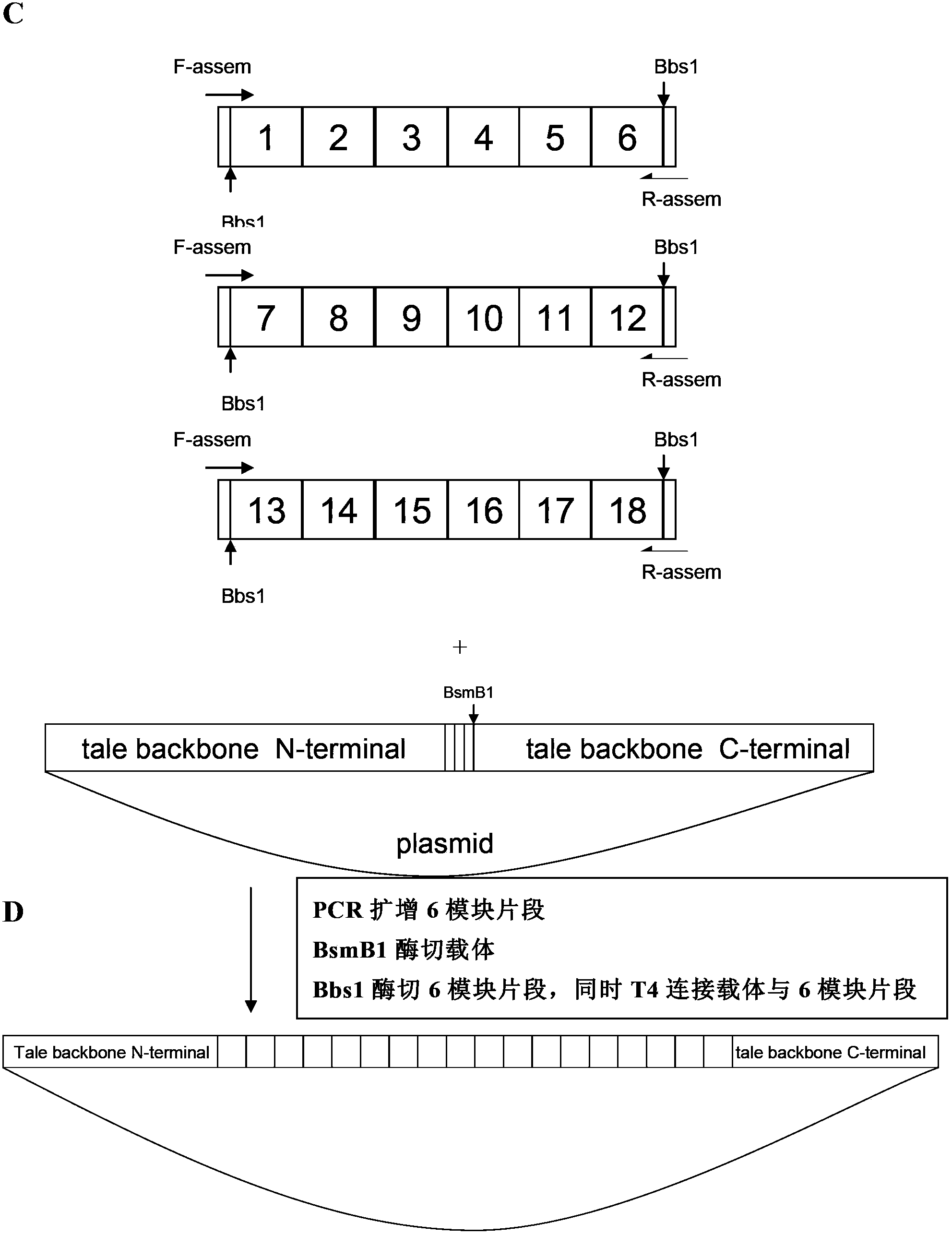 ZMIZ1-mediated targeting knockout transcription activator-like effector nuclease, preparation method and applications