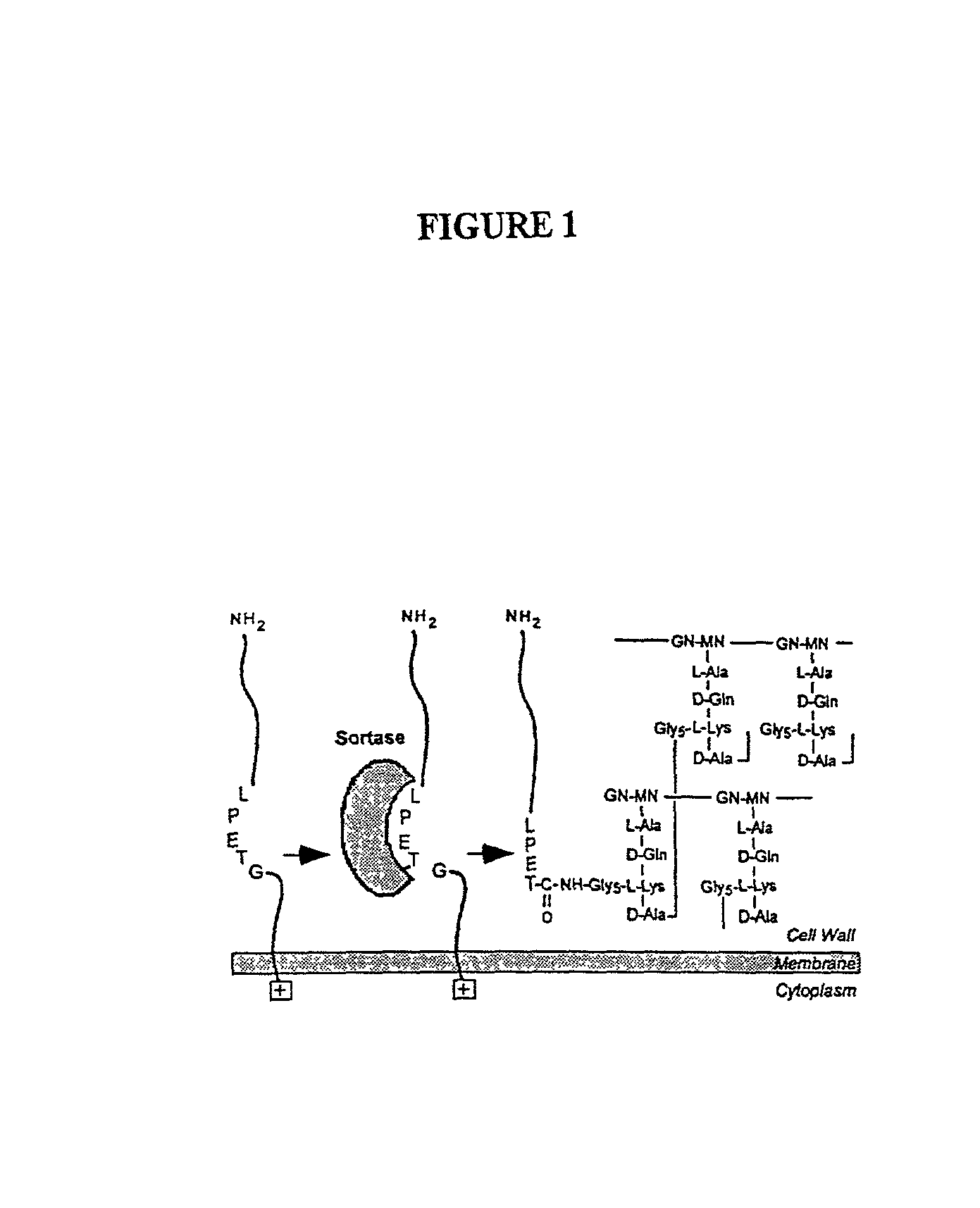 Identification of sortase gene