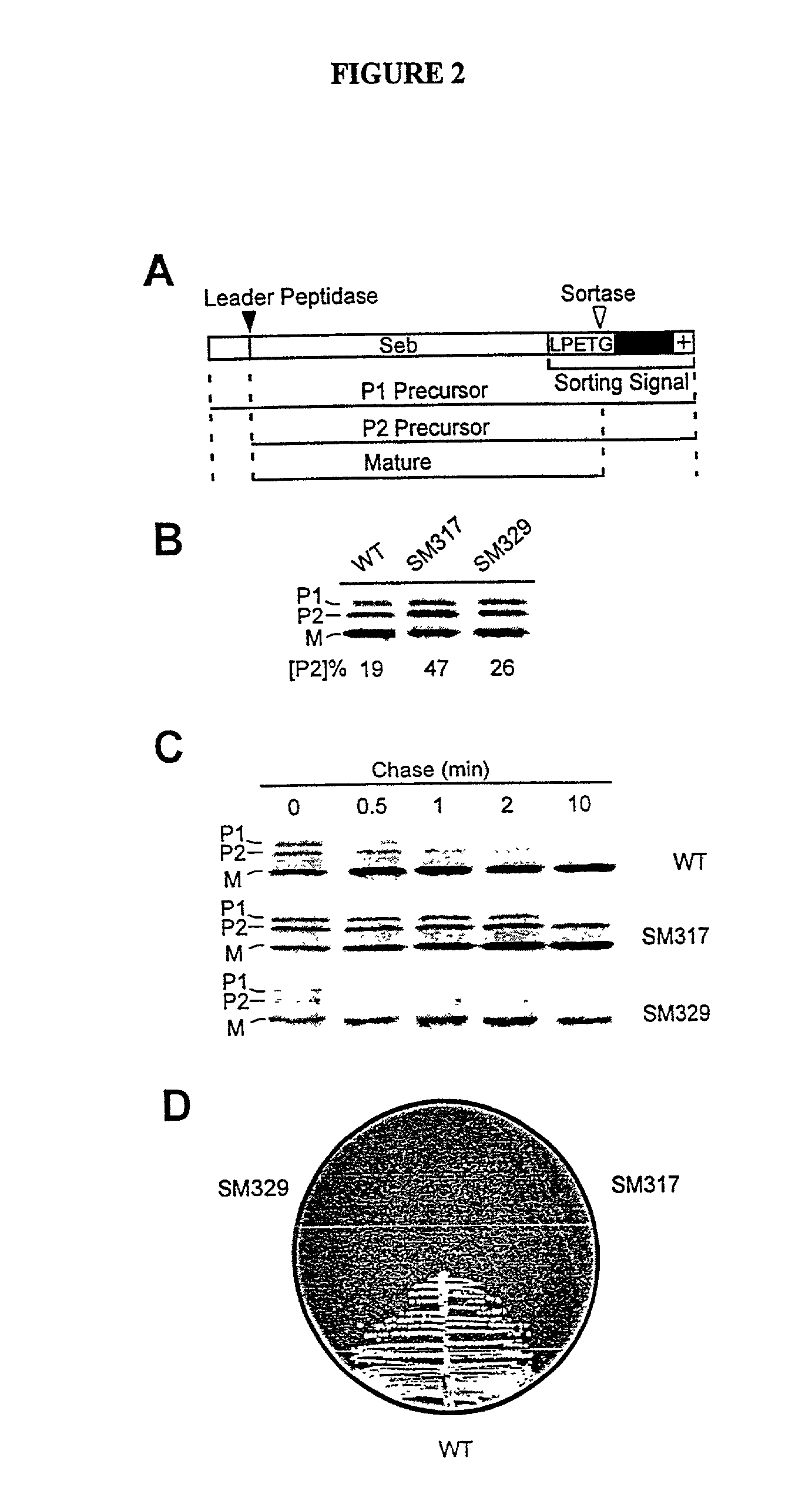 Identification of sortase gene