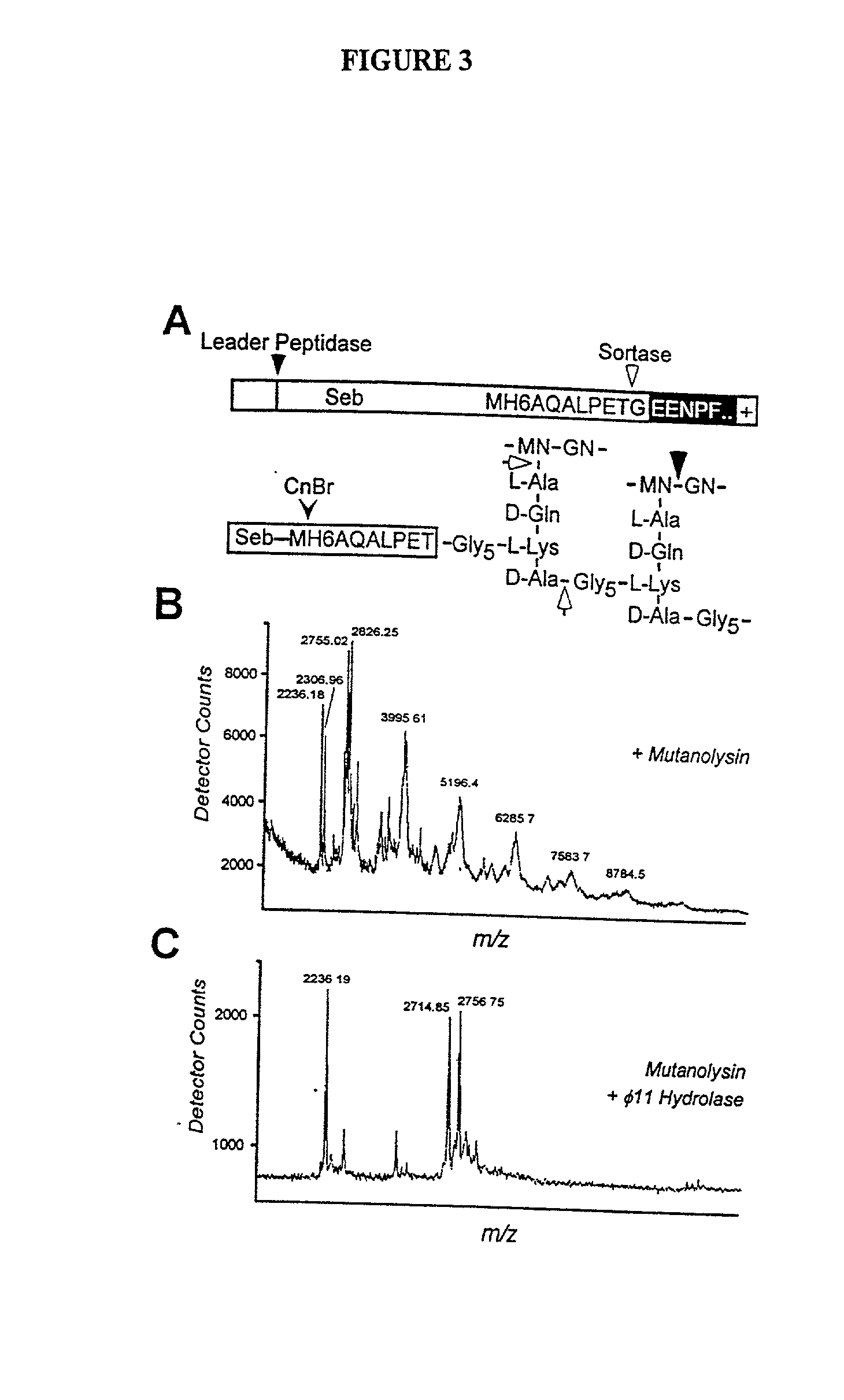 Identification of sortase gene