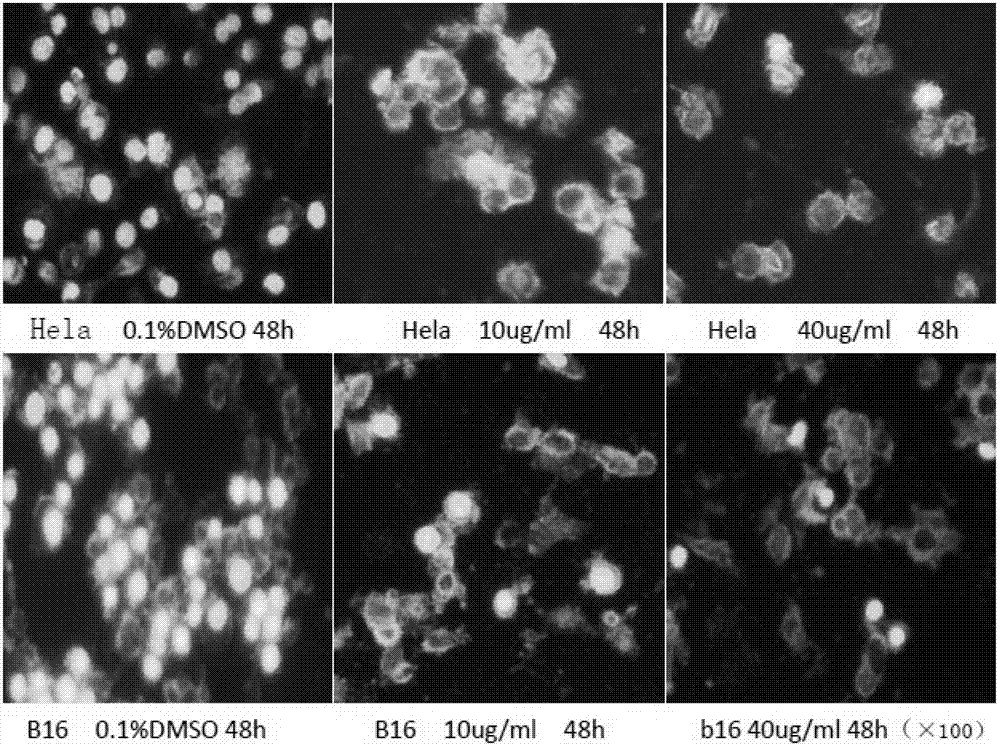 Anticancer 4'-nor-anthricin and preparation method thereof