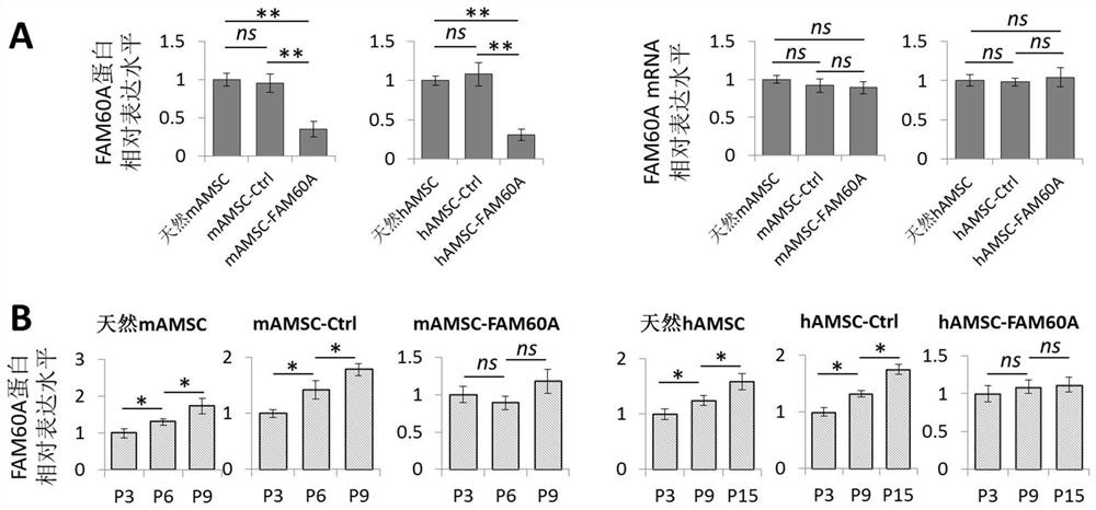 FAM60A modified mesenchymal stem cell as well as preparation method and application thereof