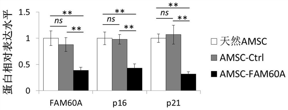 FAM60A modified mesenchymal stem cell as well as preparation method and application thereof