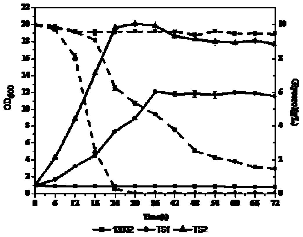 Recombinant bacteria for producing gamma-aminobutyric acid by glycerin and construction method of recombinant bacteria