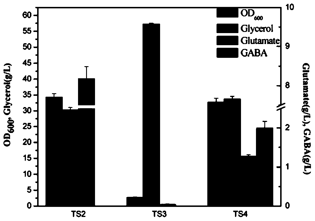 Recombinant bacteria for producing gamma-aminobutyric acid by glycerin and construction method of recombinant bacteria