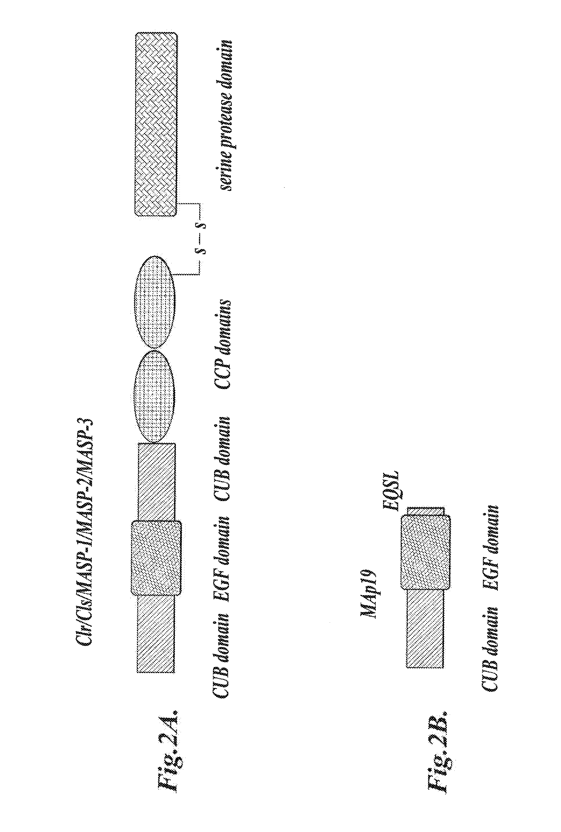 Methods for Treating Conditions Associated with MASP-2 Dependent Complement Activation