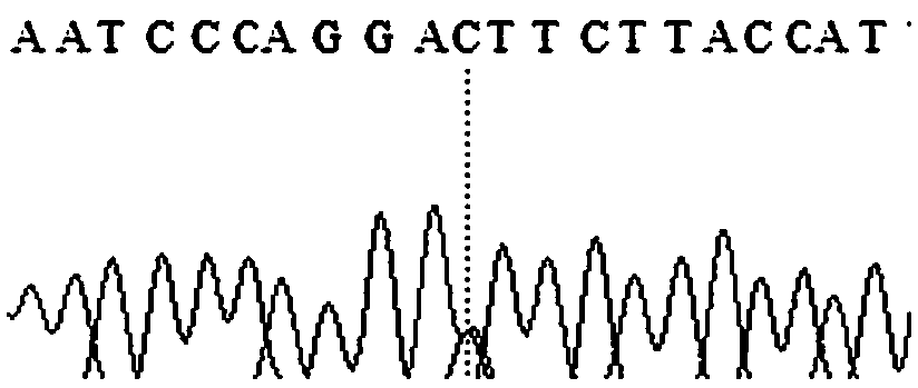 Molecular marker related with diameter character of sheep wool fibers as well as specific primer and application thereof