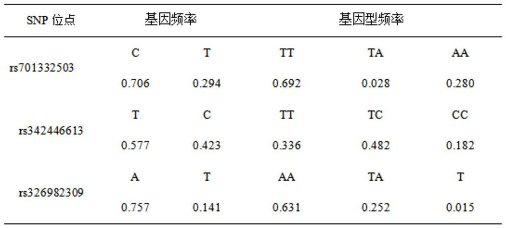 A SNP molecular marker related to growth traits of large white pigs and its application