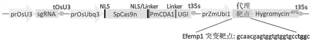 Cell enrichment technology and application of c·t base substitution using inactivated screening agent resistance gene as reporter system