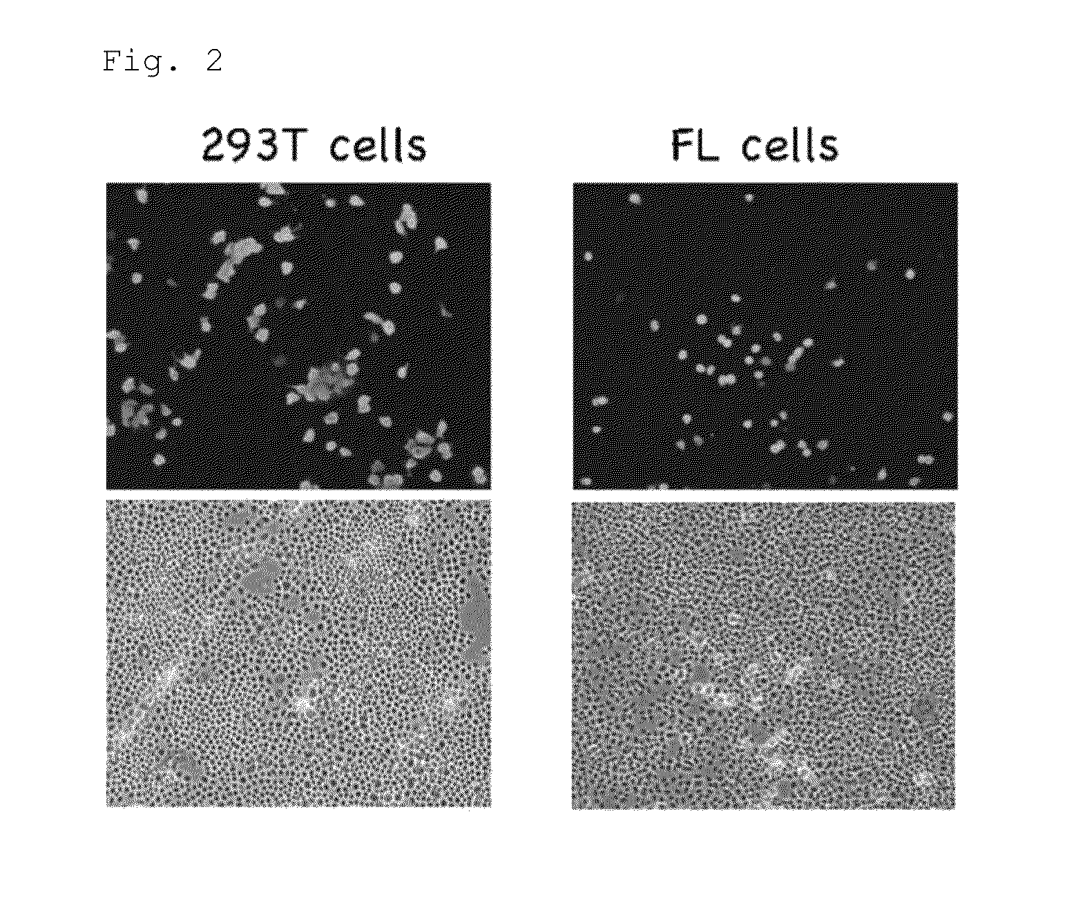 Method for disinfection or infection control against a non-enveloped virus