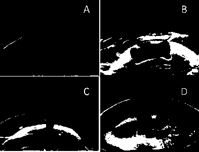 Method for promoting persea americana stem to induce callus tissues and sterile buds