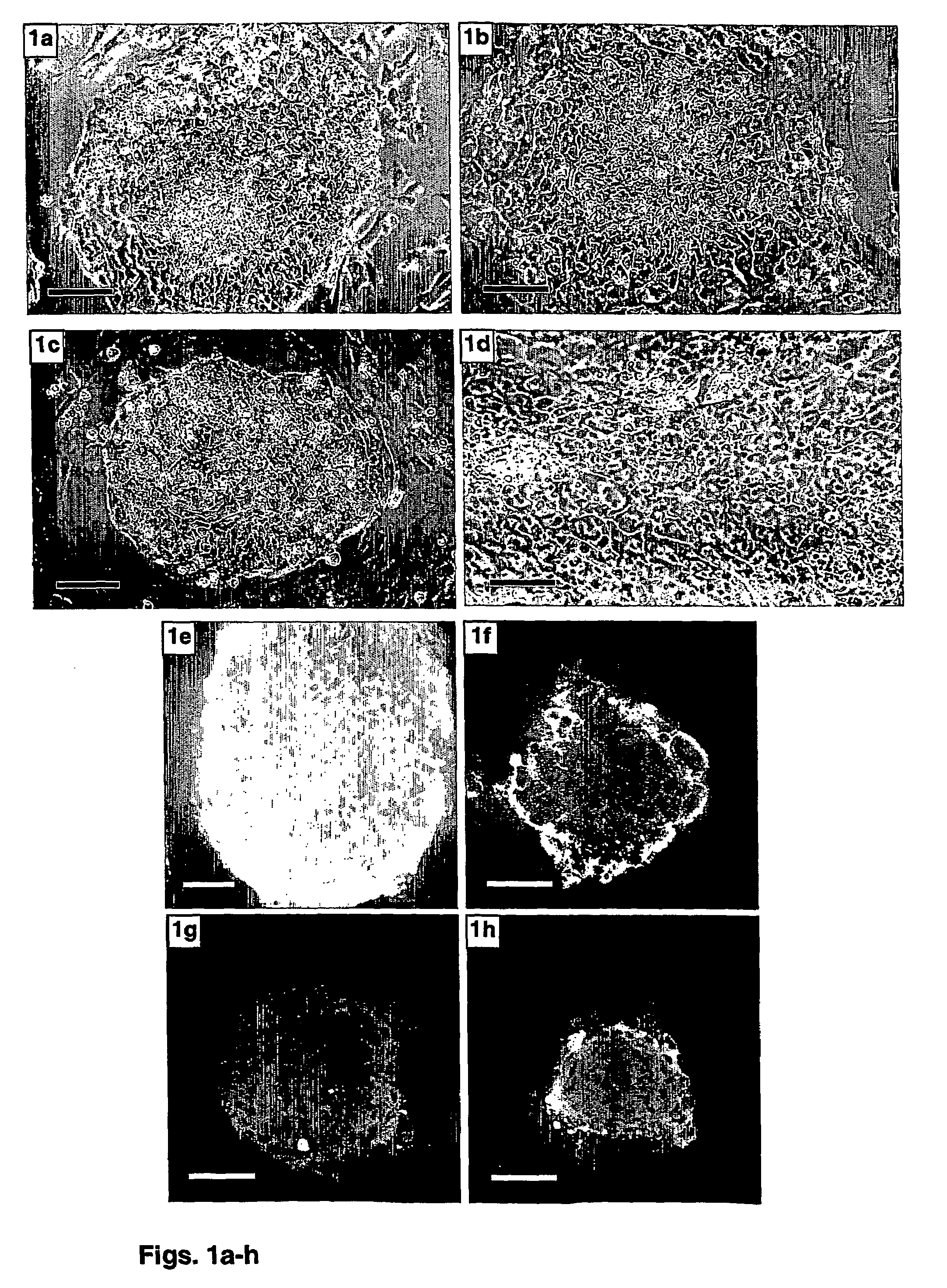 Methods of preparing feeder cells-free, xeno-free human embryonic stem cells and cell cultures prepared using same