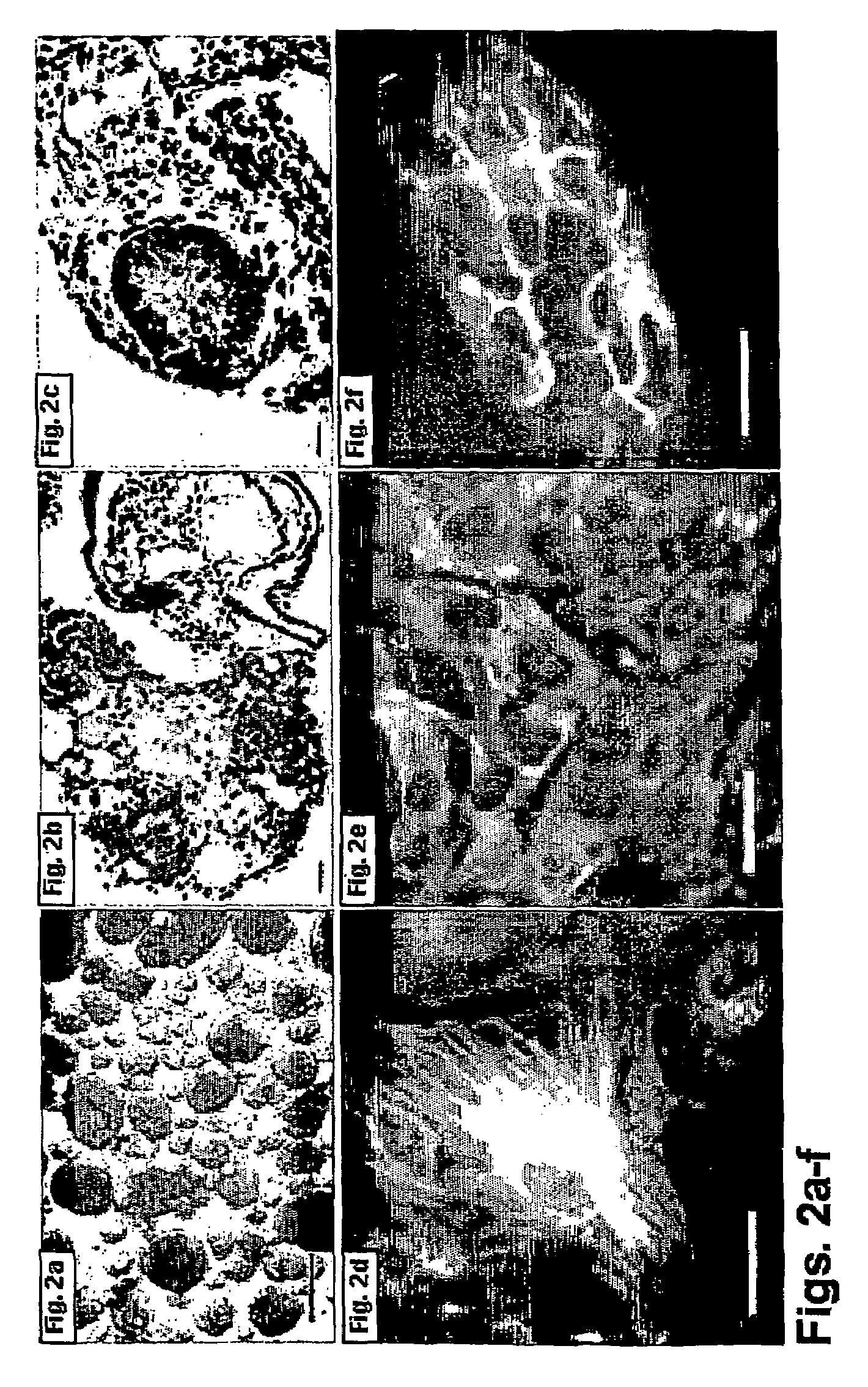 Methods of preparing feeder cells-free, xeno-free human embryonic stem cells and cell cultures prepared using same