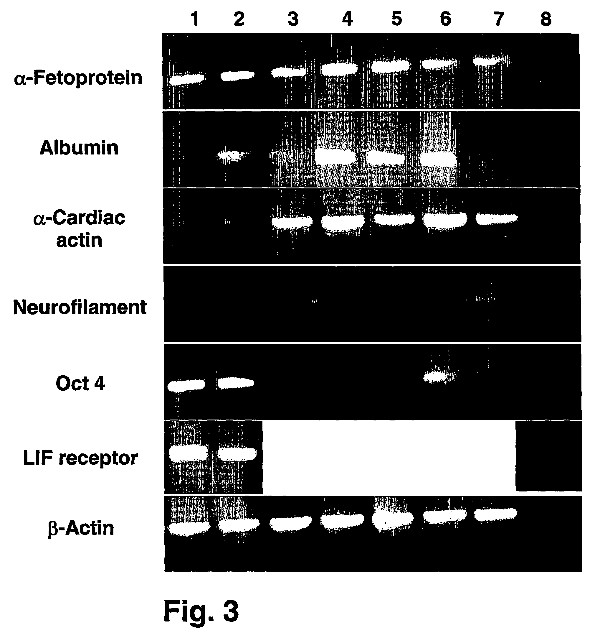 Methods of preparing feeder cells-free, xeno-free human embryonic stem cells and cell cultures prepared using same