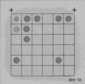 Mycobacterium tuberculosis drug-resistant mutant gene detection kit