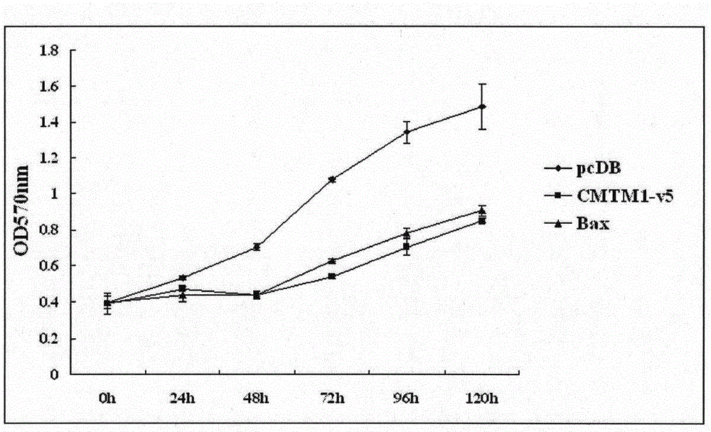 Use of CMTM1-V5 gene and its encoded protein