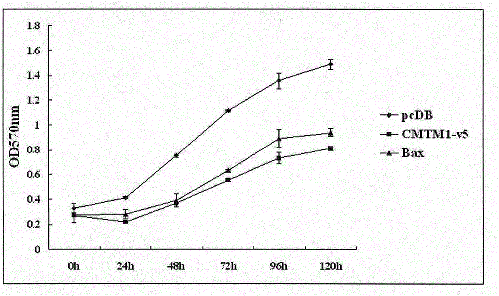 Use of CMTM1-V5 gene and its encoded protein