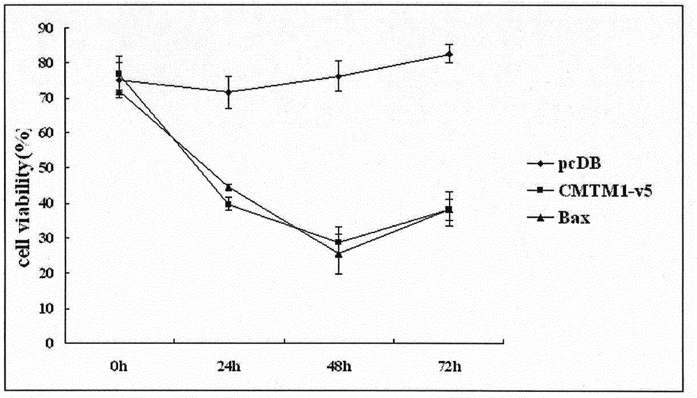 Use of CMTM1-V5 gene and its encoded protein