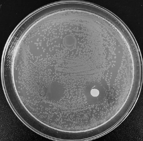 Bacteriocin produced by Bacillus coagulans and application thereof