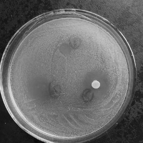 Bacteriocin produced by Bacillus coagulans and application thereof