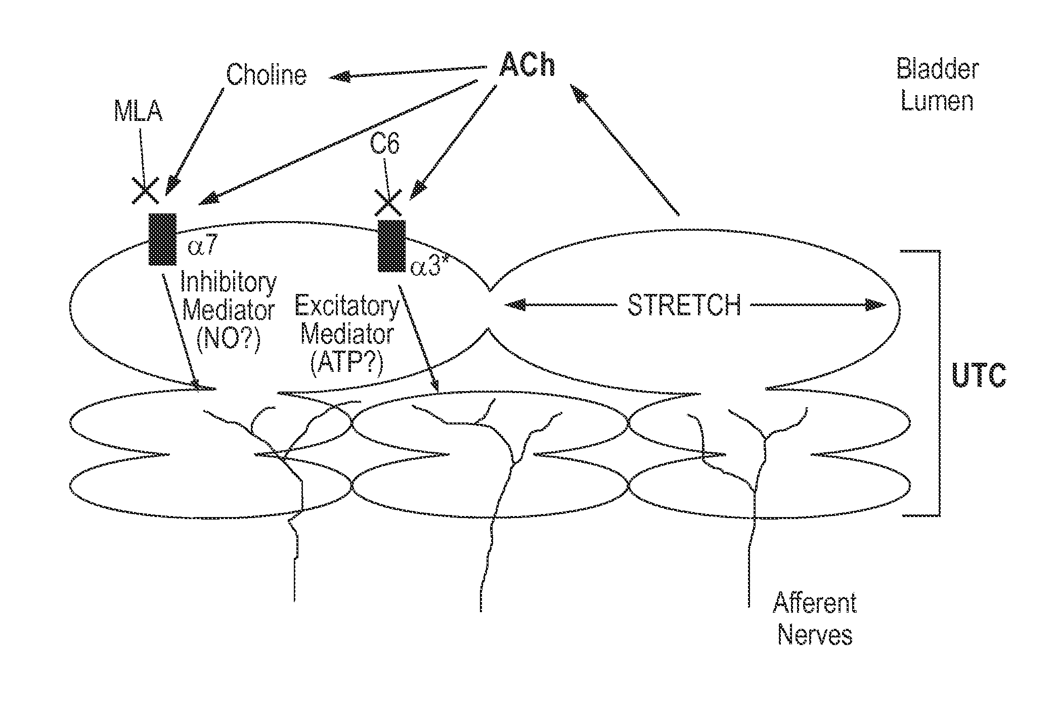 Method of treating bladder disorders