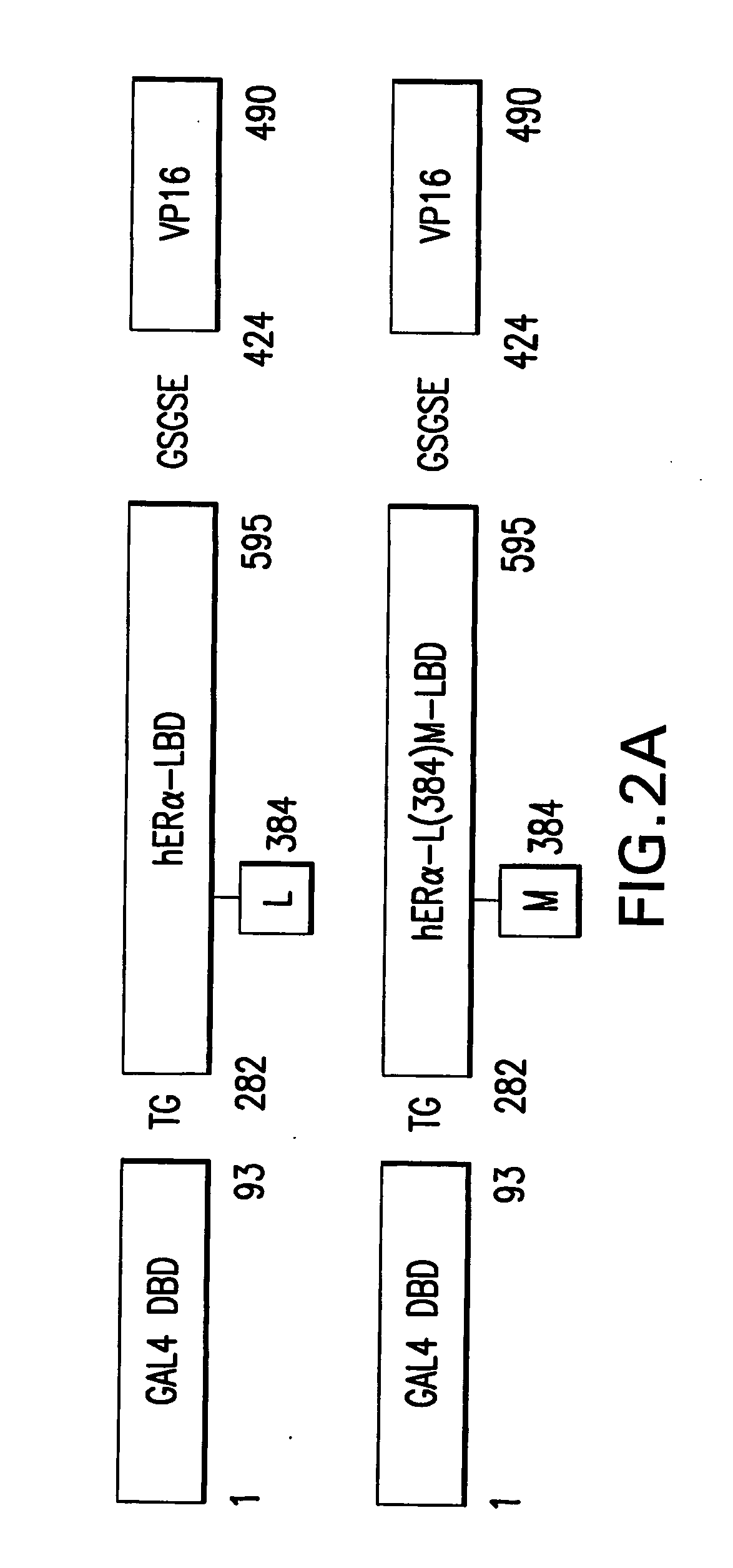 Orthogonal gene switches