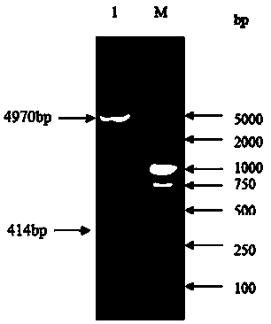 Chemically synthesized staphylococcus aureus surface protein FnBPA gene fragment and expression and application thereof