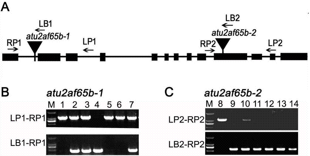 Application of splicing cofactor AtU2AF65b in regulation and control of flowering phase of plant