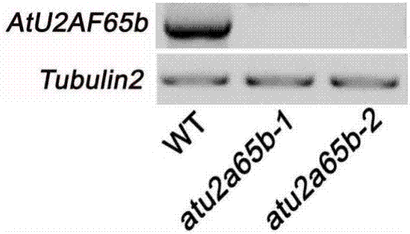 Application of splicing cofactor AtU2AF65b in regulation and control of flowering phase of plant