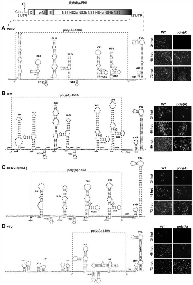 Attenuated virus of flavivirus and application of attenuated virus