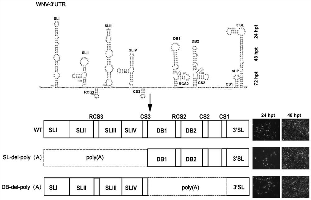 Attenuated virus of flavivirus and application of attenuated virus