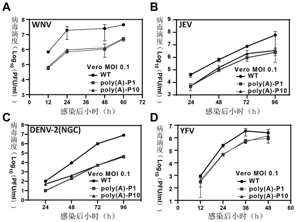 Attenuated virus of flavivirus and application of attenuated virus