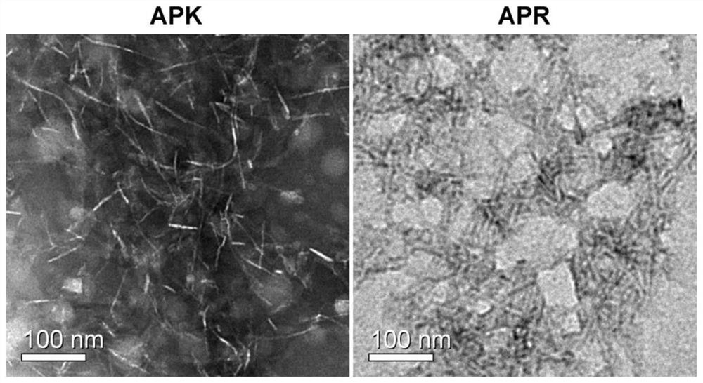 A Novel Antimicrobial Peptide and Its Application