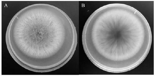 A strain antagonizing Fusarium moniliforme of heterophylla heterophylla and its application