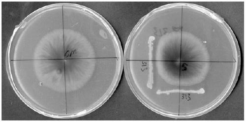 A strain antagonizing Fusarium moniliforme of heterophylla heterophylla and its application