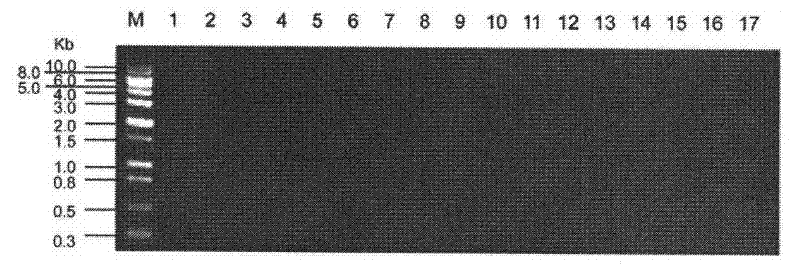 Potassium-ammonium double-function transport molecule of rice and application thereof