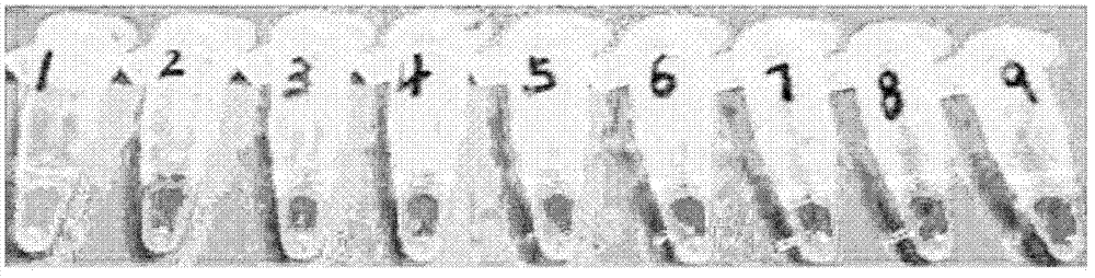 Primers and application thereof in quick detection of nosema bombycis