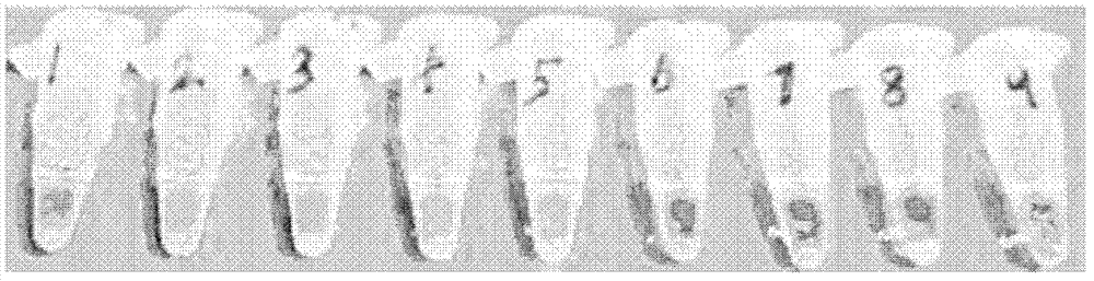 Primers and application thereof in quick detection of nosema bombycis