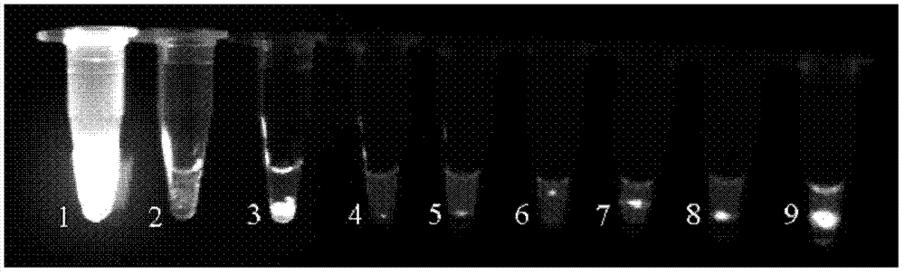 Primers and application thereof in quick detection of nosema bombycis