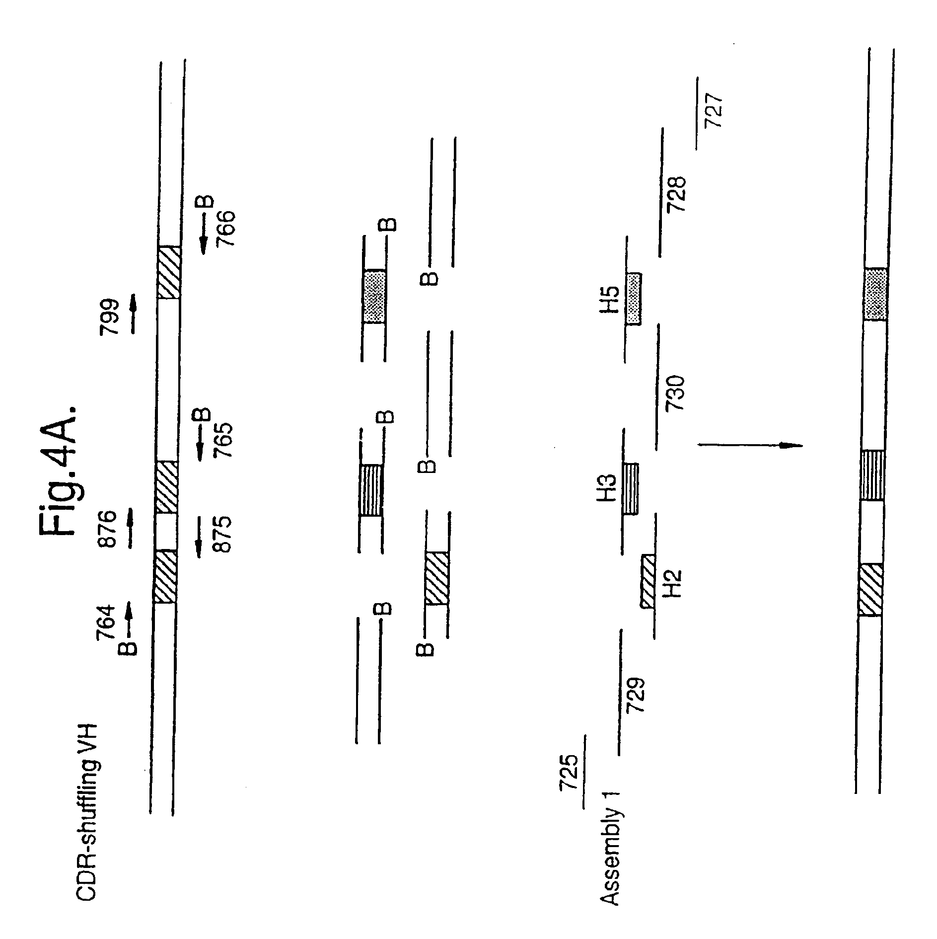 Method for in vitro molecular evolution of protein function