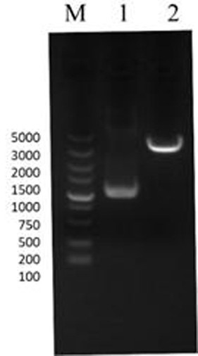 Blocking ELISA kit for detecting neutralizing antibodies of bovine infectious rhinotracheitis virus and its application