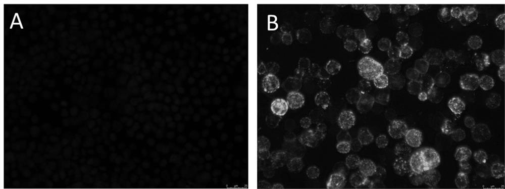 Blocking ELISA kit for detecting neutralizing antibodies of bovine infectious rhinotracheitis virus and its application