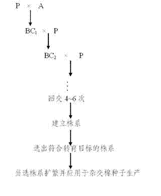 Method for producing hybrid cotton seeds by inducing male sterility of cotton with chemical male gametocide