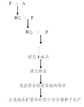 Method for producing hybrid cotton seeds by inducing male sterility of cotton with chemical male gametocide