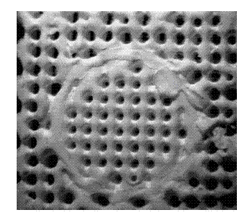 Method for preparing spinal cord injury repair tissue engineering stent