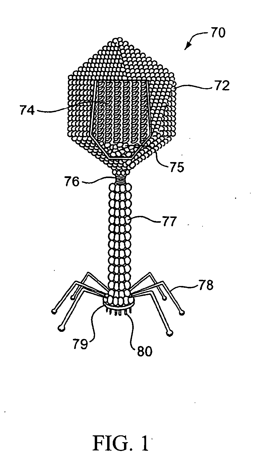 Apparatus and method for detecting microscopic organisms using bacteriophage