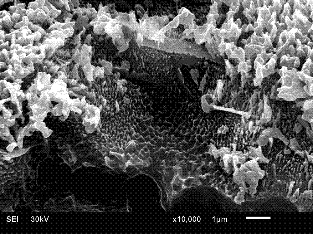 Titanium or titanium-alloy material with micron-nano coarse-structure surface and preparation method thereof